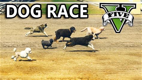 Gta 5 dog race